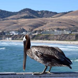 Brown Pelican