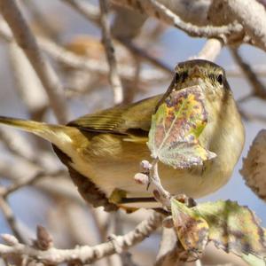 Common Chiffchaff