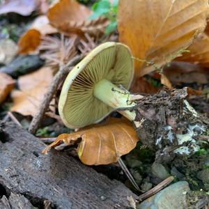 Cortinarius odorifer