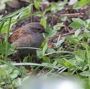 Hedge Accentor