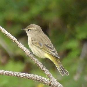 Palm Warbler