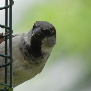 House Sparrow