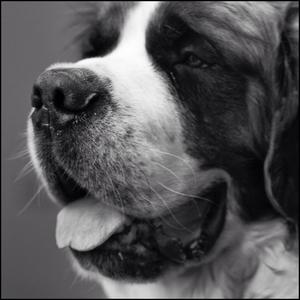 Saint Bernard