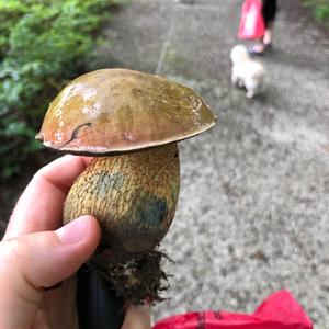 Dotted-stem Bolete