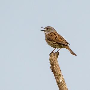 Hedge Accentor