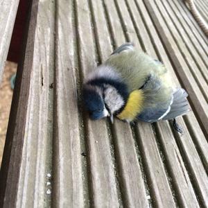 Blue Tit