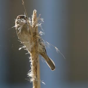 House Sparrow