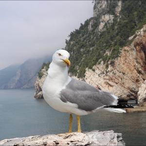 Yellow-legged Gull