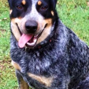 Australian Cattle Dog