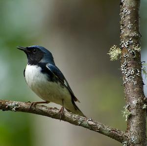 Black-throated Blue Warbler