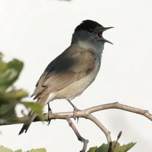 Blackcap