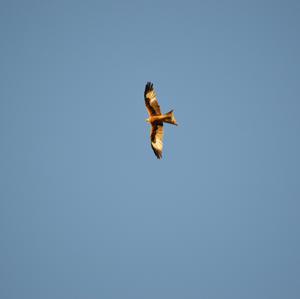 Red Kite