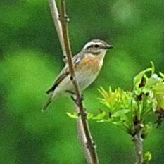 Whinchat