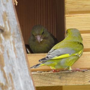 European Greenfinch