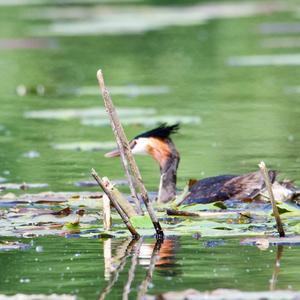 Great Crested Grebe