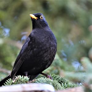 Eurasian Blackbird