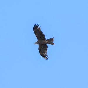 Black Kite