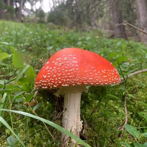 Fly Agaric