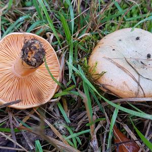 False Saffron Milk Cap