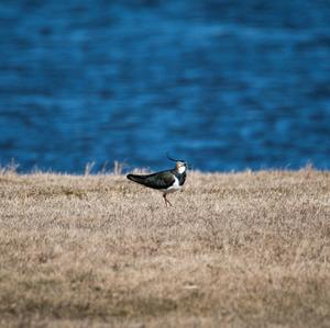 Northern Lapwing