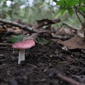 Emetic Russula