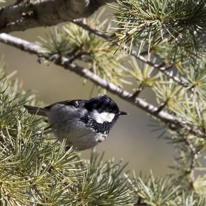 Coal Tit