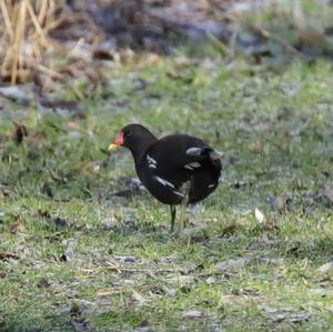 Common Moorhen