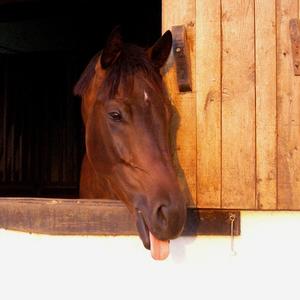 Belgian Warmblood