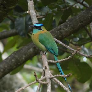 Blauscheitelmotmot