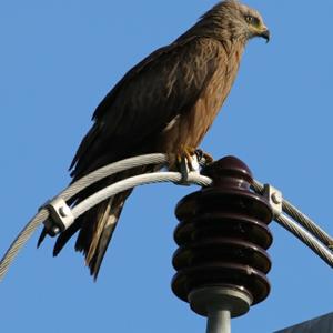 Black Kite