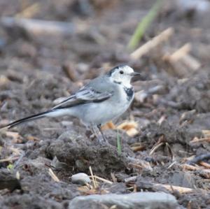 White Wagtail