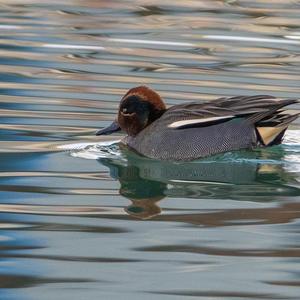 Common Teal