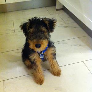 Welsh Terrier