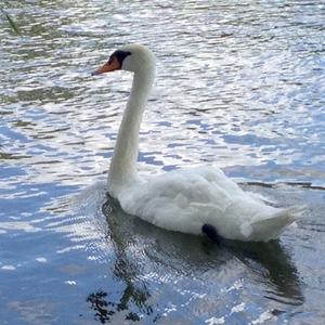 Mute Swan