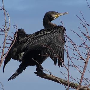 Great Cormorant