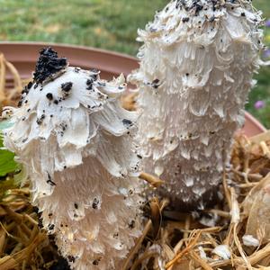 Shaggy Mane