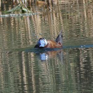 White-headed Duck