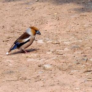 Hawfinch