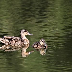 Mallard