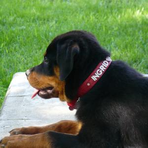 Rottweiler