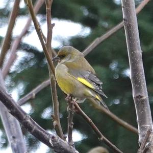 European Greenfinch