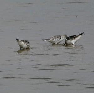 Sanderling