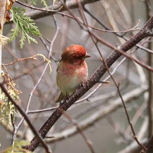 Common Redpoll