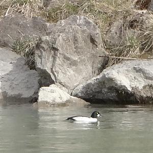 Common Goldeneye