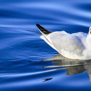 Black-headed Gull