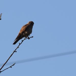 Common Kestrel