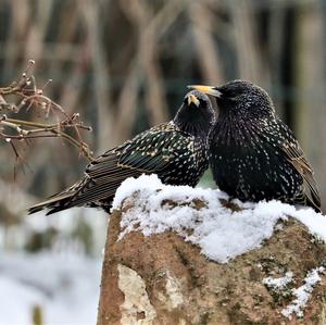 Common Starling