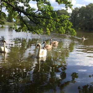 Höckerschwan