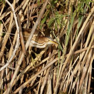 Little Bittern