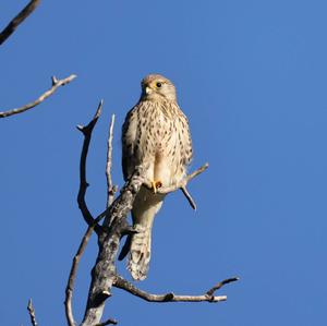 Common Kestrel